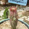 Euphorbia flanaganii